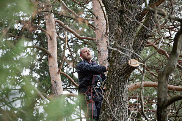 Trusted San Rafael, NM Tree Care Experts